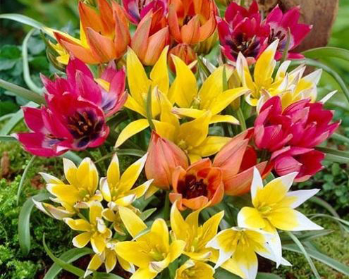 Tulipa Botanical Mix